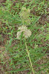 Green milkweed